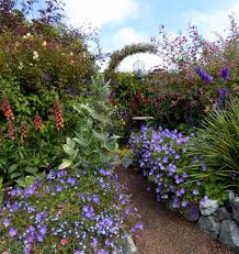 Flowers continue through the heat of midsummer, and the deeply cut leaves remain lovely, on. Low Growing Geranium Rozanne Wows With Big Showy Flowers