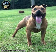 Red Hot At Casualstaffy From Italy Pitbull Terrier English Staffordshire Bull Terrier Staffy Dog