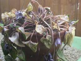 This is my first time taking care of one, so i'm not sure what is normal and what isn't. The Spectacular Re Blooming Cyclamen Kevin Lee Jacobs