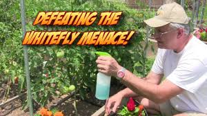 Sevin is not labeled for white flies. How To Get Rid Of The Whitefly 14 Steps With Pictures Wikihow