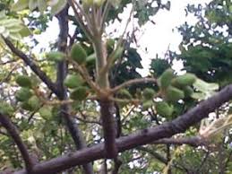 Image result for Lannea discolor