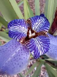 Image result for Neomarica northiana