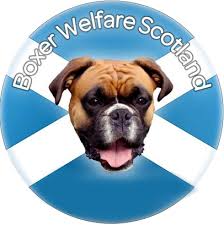 As committee members we try our best to find loving homes for boxer dogs that may. Rescuing And Rehoming Boxers Boxer Welfare Scotland