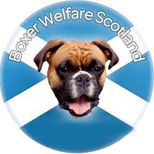 We are an independent boxer rescue organisation, with no involvement with boxer breeders or breed clubs. Rescuing And Rehoming Boxers Boxer Welfare Scotland