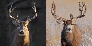 8 Major Differences Between Whitetails And Mule Deer Deer