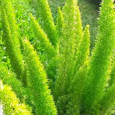 Image result for Asparagus natalensis