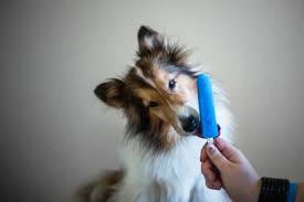 Check spelling or type a new query. Keeping Cool Pupsicle Recipes No Barks About It