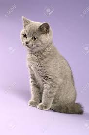 It's a naturally occurring breed and is one of the oldest in the world. British Short Haired Grey Cat Isolated On A Purple Background Stock Photo Picture And Royalty Free Image Image 14474300