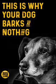 This Is Why Your Dog Barks At Nothing Dog Training Dog Barking At Nothing Dog Barking