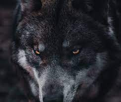 What Traits Do Real Wolves And Werewolves Have In Common The Wolf Center