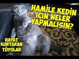 Kedilerde Gebelik Hamilelik Suresi Ne Kadardir Hamilelikte Bakim Ve Beslenme Nasil Olmalidir Youtube
