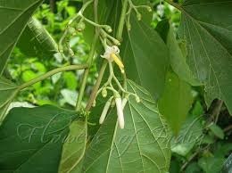 Image result for Alangium chinense