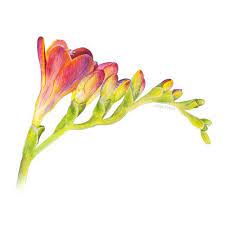 Colourful Freesia Freesia Flowers Flower Drawing Botanical Drawings
