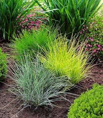 Winterharte gräser sorgen nicht nur für akzente, sondern erweisen sich auch als langlebige und. Graser Trio 1a Pflanzen Kaufen Baldur Garten