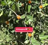 Granjenos | TikTok