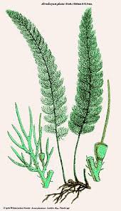 Image result for Abrodictyum