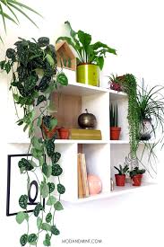 Maybe you would like to learn more about one of these? Easy Care Indoor Hanging Plants