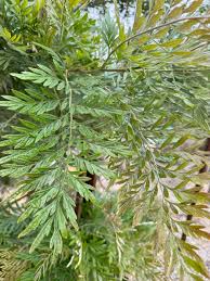 Image result for Grevillea