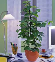 Kanguruwein Rankpflanze Mit Formschonen Blattern Pflanzen Zimmerpflanzen Rankende Pflanze