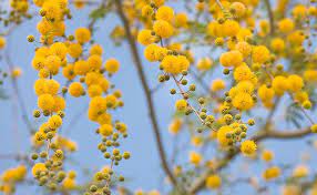 Flowering Acacia Nature Photography Fine Art Photography Flower Pictures