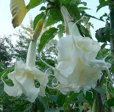 Image result for Brugmansia