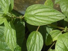 Image result for Pouzolzia