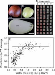 However, the molecular basis of this phenomenon has not been investigated. Lea Polypeptide Profiling Of Recalcitrant And Orthodox Legume Seeds Reveals Abi3 Regulated Lea Protein Abundance Linked To Desiccation Tolerance Scienceopen
