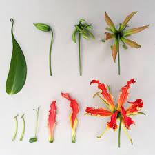 G L O R I O S A Superba Deconstruction And Study Flamelilies Gloriosasuperba Mybotanicaladventures Hara Flower Structure Paper Flowers Craft Clay Flowers