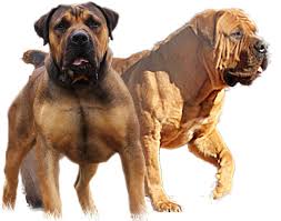 Check spelling or type a new query. Home Of Suid Kaap Boerboele