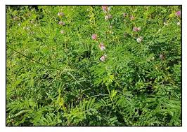 Image result for Mimosa diplotricha