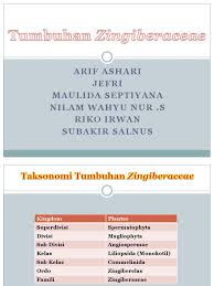 Image result for Siphonochilus brachystemon