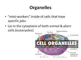 Plant and animal cell jobs. Aim How Do Plant Animal Cell Organelles Maintain Homeostasis Ppt Download