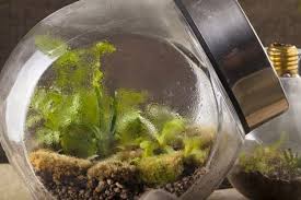Flaschengarten Kleines Okosystem Im Glas Flaschengarten Terrarium Ideen Und Garten
