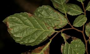 Image result for Homalium dentatum