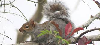 Yes, carrots can be a great source of food to squirrels. The Best Food To Feed Squirrels Doorstepzoo Com
