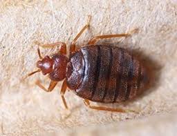 We offer affordable monthly preventative pest control services so you never have to worry about pests again! Pest Control Company Serving Greater Sacramento Area