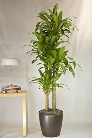 Grow lights can even be used for the production of food on a. Ghim Cá»§a Sdg Tren Plants Nha Cay Trong Nha Cay