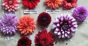 Birth Month Flower Grow Kit Dear September Be My Little Dahlia Tropical Wedding Flowers Wedding Flowers Flowers