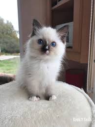 Chaton Ragdoll Seal Point Mitted En 2020 Chats Et Chatons Chatons Ragdoll Bebe Animaux Mignon