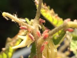 It also may evaporate in the sun. Small Red Bugs On My Tomato Plant