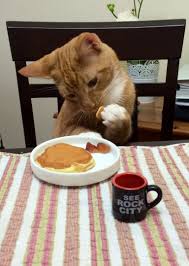 Cats Eating Dinner At The Table Http Ift Tt 19jxlht Cats Funny Animal Pictures Funny Cats