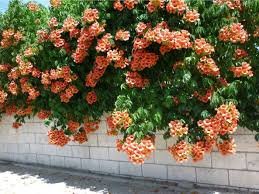 It's called a trumpet vine. Campsis Radicans Trumpet Vine World Of Flowering Plants