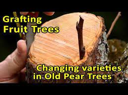 Dave wilson nursery demonstrates how fruit scions are grafted onto rootstocks. Grafting Fruit Trees A Few Techniques Video Ourfigs Com