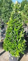 Image result for Ligustrum