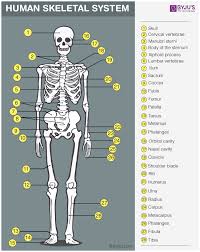 The bones in the human body are set up in a specific way that helps the body perform in the desired way, some bones when riddled with diseases or bones are vital aspects in every vertebrae animal. Skeletal System Anatomy Physiology Of Human Skeletal System