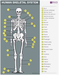 The human skeleton, like that of other vertebrates, consists of two principal subdivisions, each with origins distinct from the others and each presenting certain individual features.these are (1) the axial, comprising the vertebral column—the spine—and much of the skull, and (2) the appendicular, to which the pelvic (hip) and pectoral (shoulder) girdles and the bones and cartilages of the. Skeletal System Anatomy Physiology Of Human Skeletal System