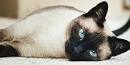 226 Siamese Cat Names - Only For Royalty Felines
