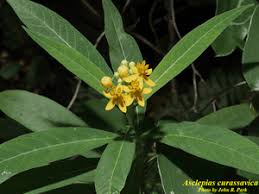 Image result for Asclepias curassavica