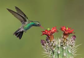 Backyard Birds Of Arizona Desert Southeastern Arizona Hummingbird Heaven In 2020 Hummingbird Bird Watchers Hummingbird Photos