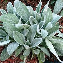 Image result for Stachys nemorivaga